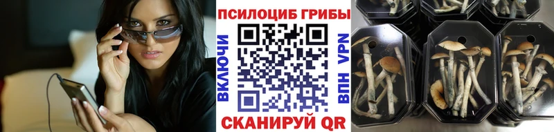 Псилоцибиновые грибы Psilocybine cubensis  как найти   Новоалександровск 